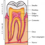 Composizione dello smalto dei denti