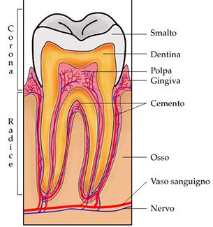 Composizione dello smalto dei denti