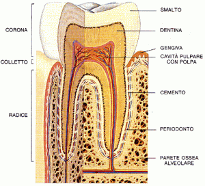 Dolore dente devitalizzato